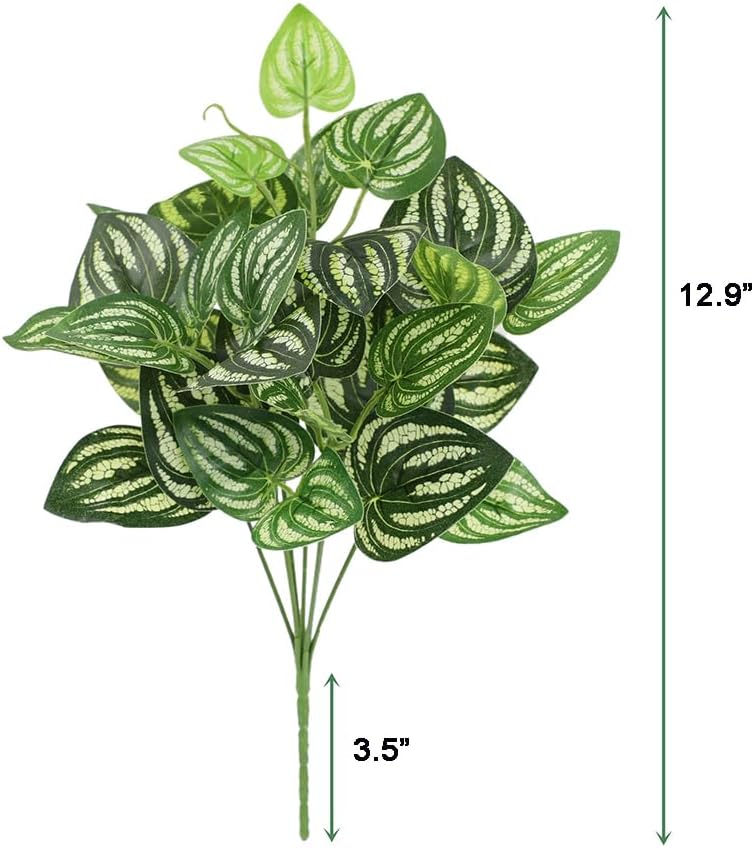 5Pcs Watermelon Peperomia Arti - Peperomia Watermelon avis et prix