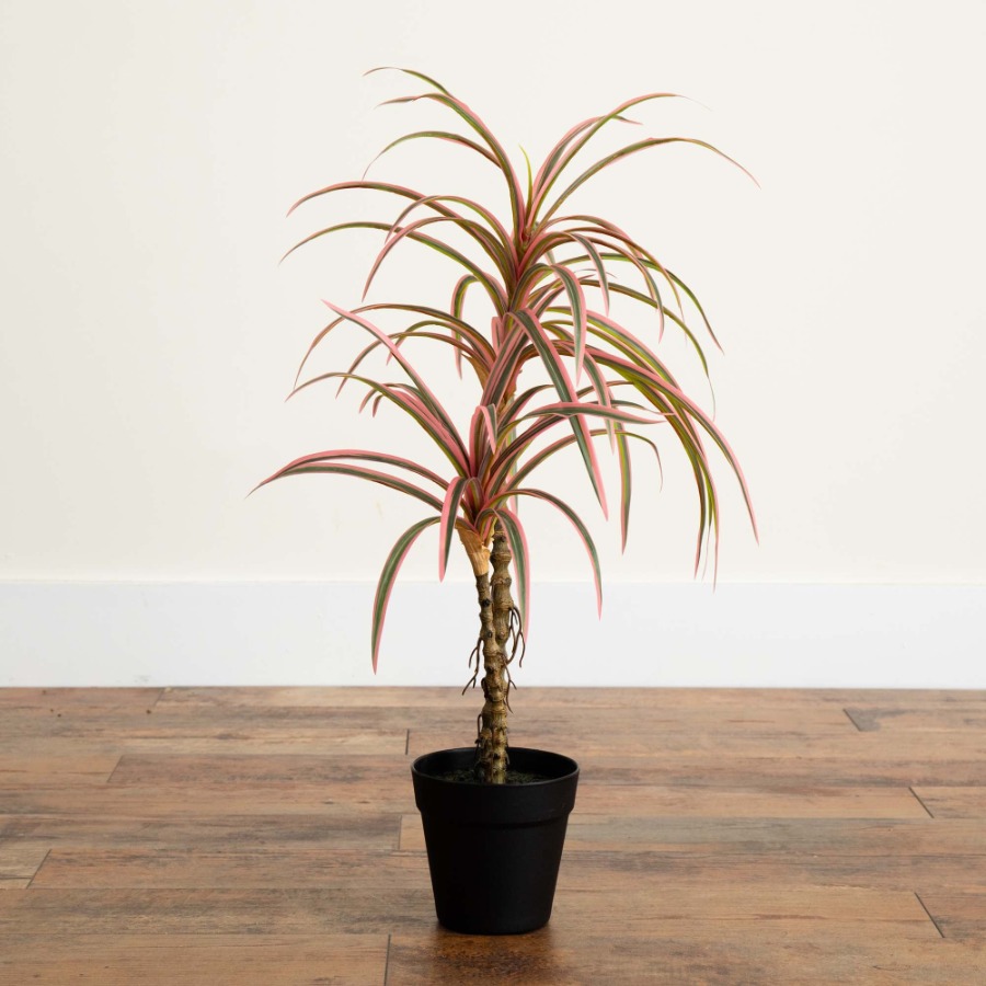 Dracaena Marginata Artificial  - Dracaena Marginata avis et prix