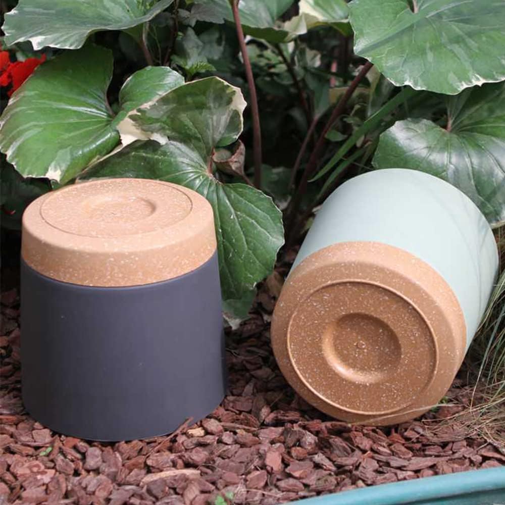 Plant POTS, lightweight large  - Pilea Peperomioides avis et prix