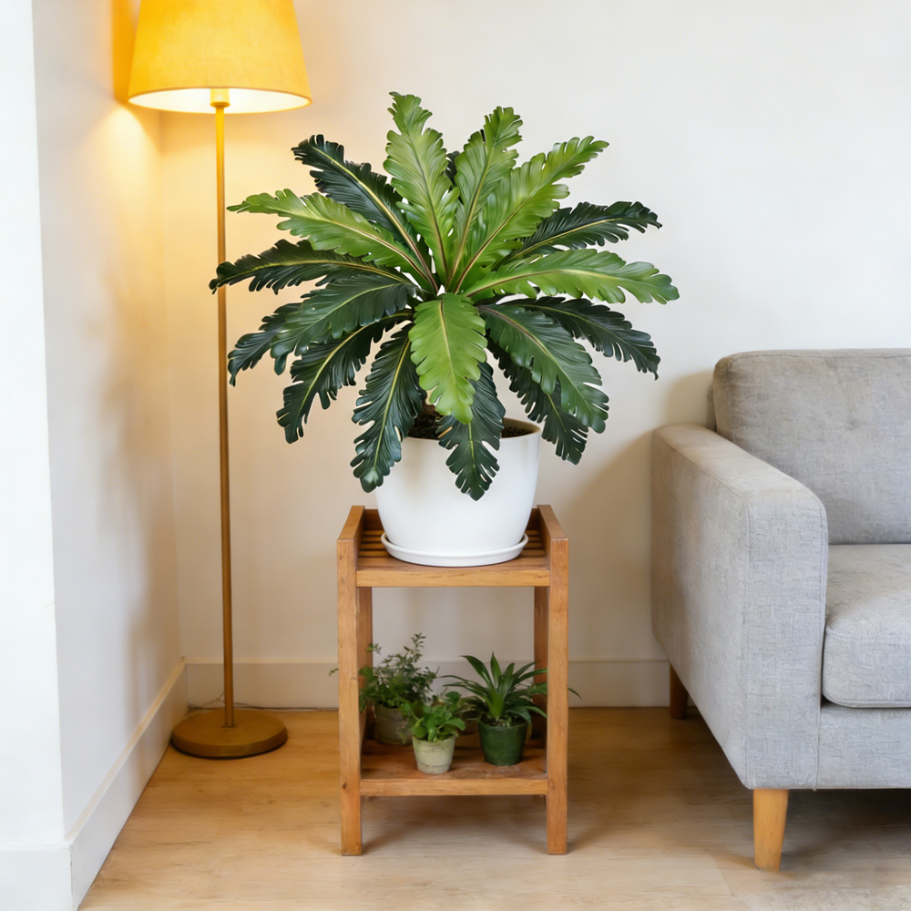 45-50cm Tropical Fake Persian  - Pilea Peperomioides avis et prix