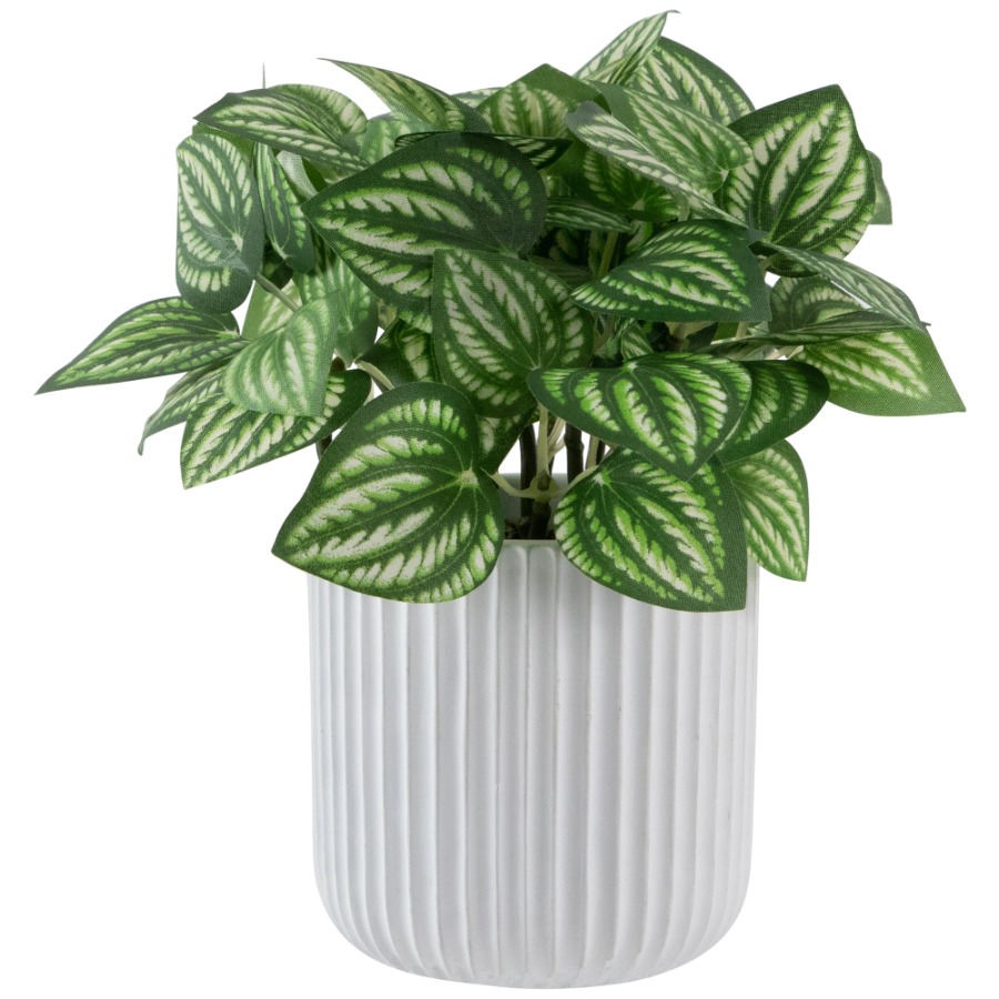 Artificial Watermelon Peperomi - Peperomia Watermelon avis et prix