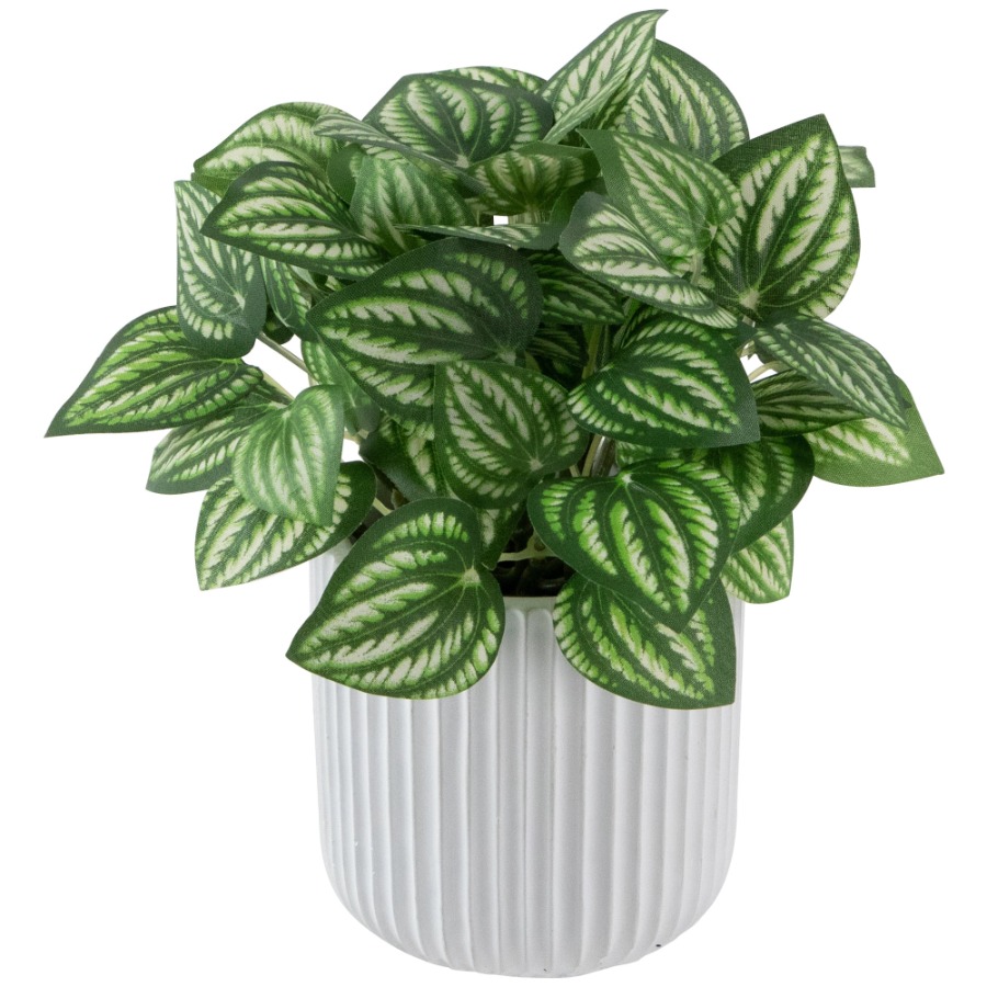 Artificial Watermelon Peperomi - Peperomia Watermelon avis et prix
