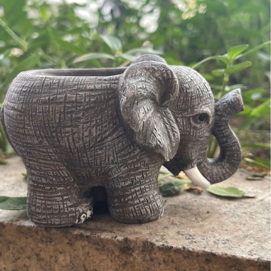 Cute Elephant Resin Succulent  - Echeveria Succulent avis et prix