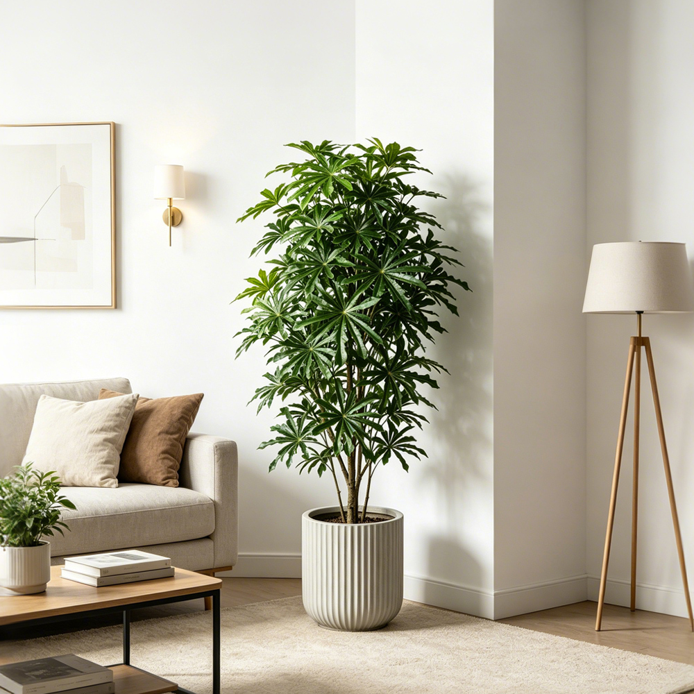 80-96cm Large Artificial Cassa - Ficus Lyrata Tree avis et prix